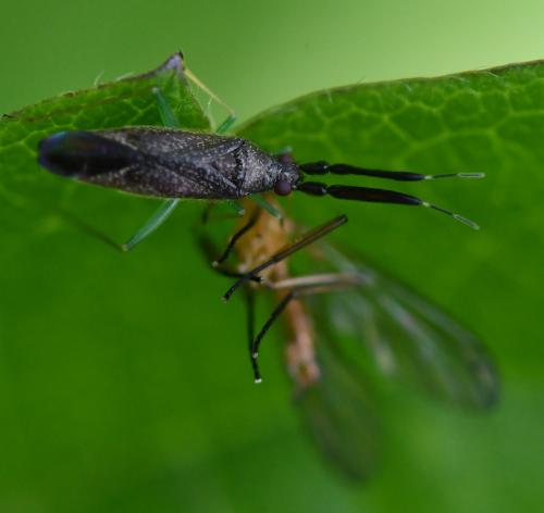 Heterotoma planicornis